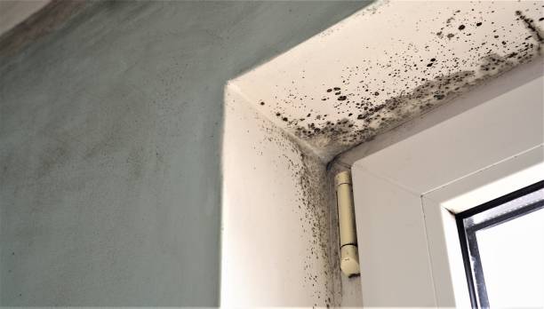  East Gaffney, SC Mold Removal Pros