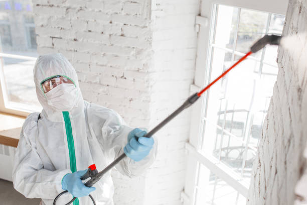 Best Attic Mold Removal  in East Gaffney, SC