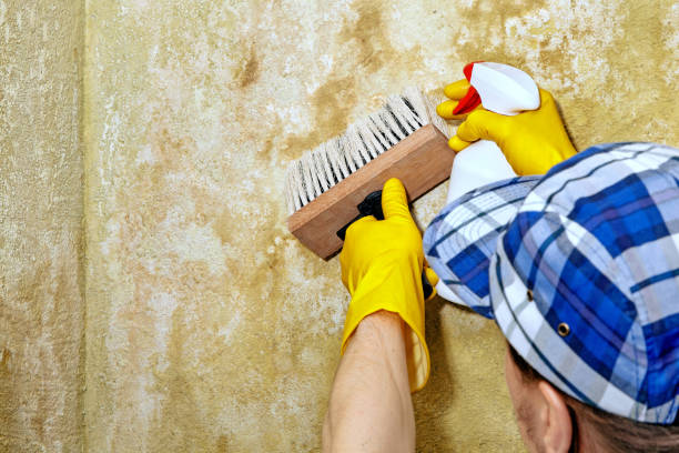 Best Black Mold Removal  in East Gaffney, SC