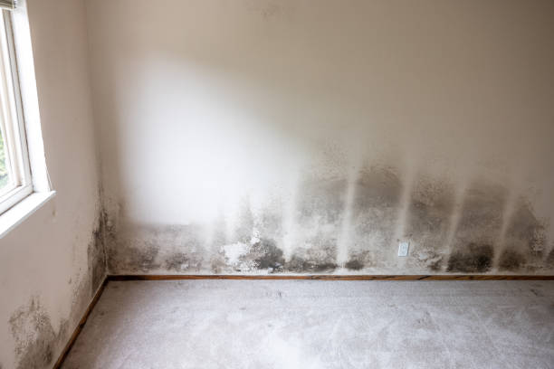 Best Mold Prevention Services  in East Gaffney, SC